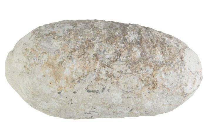 Eocene Fossil Crocodile Egg - Bouxwiller, France #366869